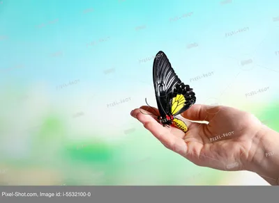 Красивая бабочка на руке девушки стильная счастливая женщина держа Ap  Стоковое Фото - изображение насчитывающей концепция, взорвать: 114916852
