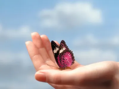 Янтарная бабочка | Пикабу