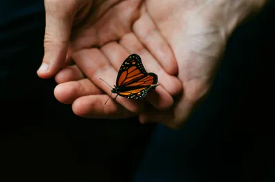 Татуировка бабочка на руке у девушки: красота и символизм - tattopic.ru