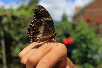 Бабочка на руке женщины. В движении Стоковое Изображение - изображение  насчитывающей свобода, горизонтально: 36102311