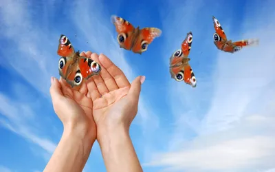Красивая бабочка сидит на женской руке на открытом воздухе :: Стоковая  фотография :: Pixel-Shot Studio