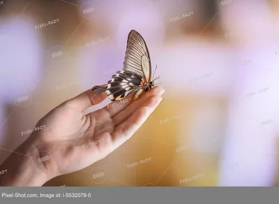Бабочка в руках: обои, фото, картинки на рабочий стол в высоком разрешении