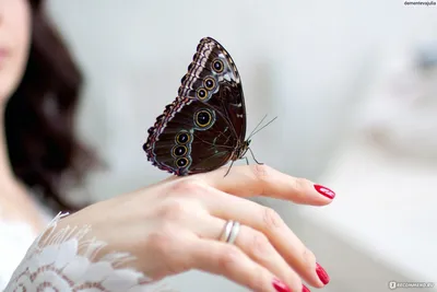 Красочная бабочка в руке стоковое фото ©belchonock 97725436