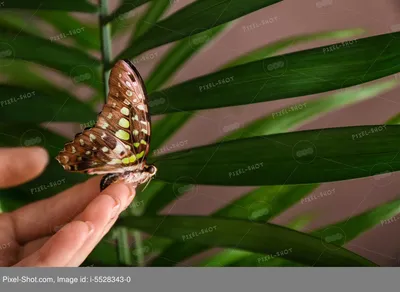 Татуировка бабочки на руке: маленькие и красивые идеи - tattopic.ru