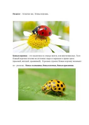 День божьих коровок.