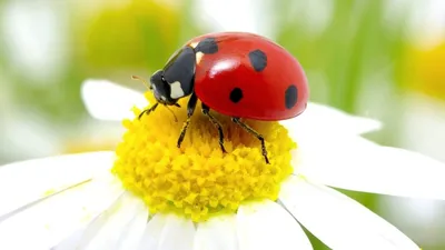 Кристальная Божья коровка на листочке…» — создано в Шедевруме