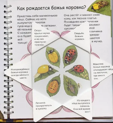 Развивающая книжка \"В гостях у букашек\" | РадаРадуга - Радуга Идей