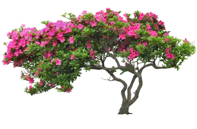 Arbre - Деревья Для Фотошопа На Прозрачном Фоне, HD Png Download ,  Transparent Png Image - PNGitem