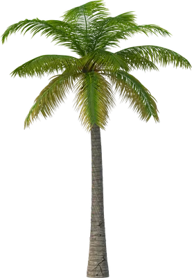 Family Tree Background 1097*1280 transprent Png Free Download - Evergreen,  Biome, Plant. - CleanPNG / KissPNG