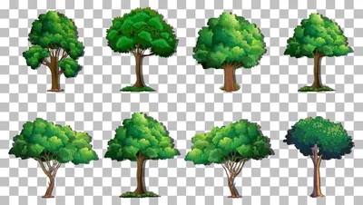 дерево на прозрачном фоне png images | PNGWing