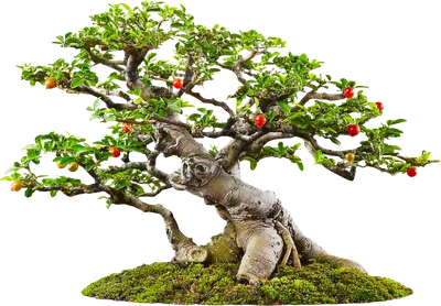 корни PNG рисунок, картинки и пнг прозрачный для бесплатной загрузки |  Pngtree