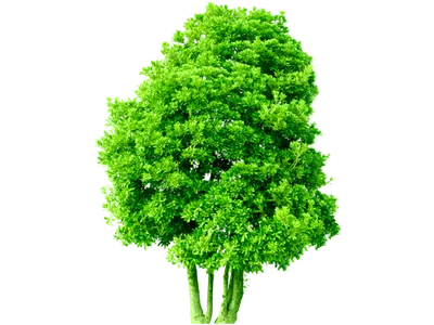 Дерево сосны изолированные на белом фоне — стоковое изображение | Tree  photoshop, Tree photography, Tree plan png