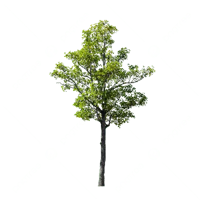 Дерево - Png (пнг) картинки и иконки без фона