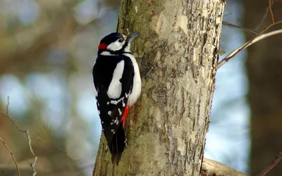 Большой дятел-султан - eBird