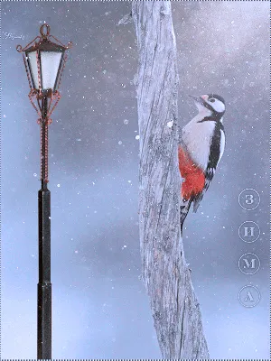 Большой дятел-султан - eBird