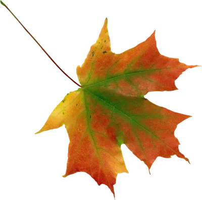 Family Tree Background png download - 1024*1024 - Free Transparent Look At  Leaves png Download. - CleanPNG / KissPNG
