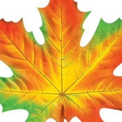 Кленовый Лист Силуэт Пнг, HD Png Download - vhv
