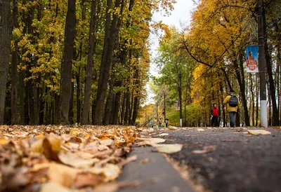 Фото В руке девушки чашка с чаем и осенним листом на фоне боке