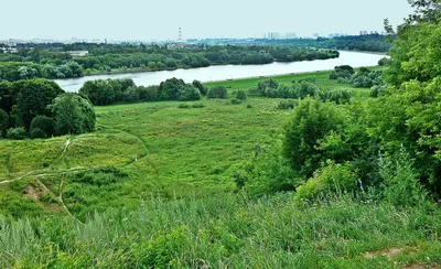 Клод Оскар Моне «На лугу»
