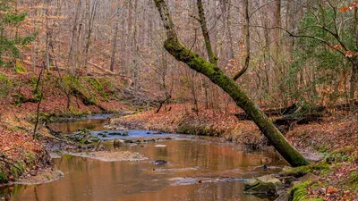 Обои ручей, деревья, листья, осень, природа картинки на рабочий стол, фото  скачать бесплатно