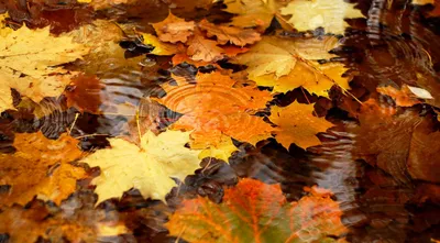 Обои осенние 2560x1600, обои осень, wallpapers autumn, скачать обои  высокого качества