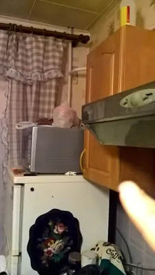 40 котов и кошек, которые очень не любят ходить к врачу