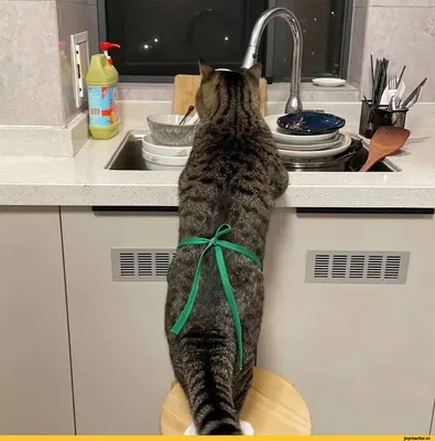 SkapjuPasaule.lv - Игра - Найди Кошку😊 | Facebook