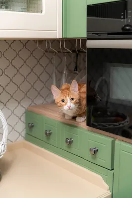 I Love Finding MORE Cats Collector's Edition - Форум о бесплатных мини  играх и казуальных играх