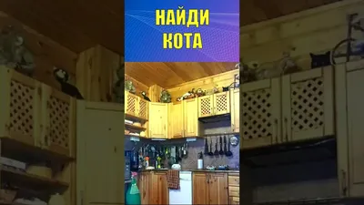 Найди кота на фото. - \"Точно - \"оно\"!\" - Фотографии кошек и котов