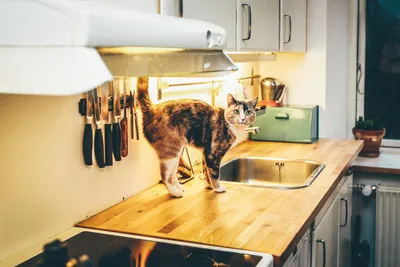 котэ (прикольные картинки с кошками) / смешные картинки и другие приколы:  комиксы, гиф анимация, видео, лучший интеллектуальный юмор.