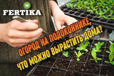 Огород на подоконнике: Полезные советы и хитрости! | AGRONOMU | Дзен