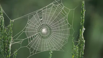 Паук висит на паутине · Бесплатные стоковые фото