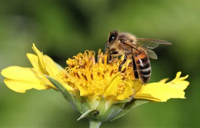 Honey bee on sedum flower * Медоносная пчела на цветке сед… | Flickr