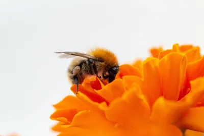 Bee on sedum flower * Пчела на цветке седум. | Bee on sedum … | Flickr