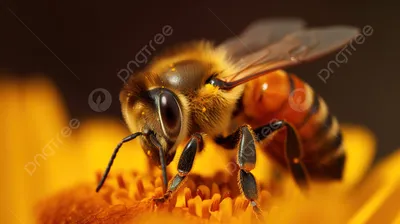 Bee on sedum flower * Пчела на цветке седум. | Bee on sedum … | Flickr