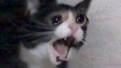 tomrrrq.jpeg
