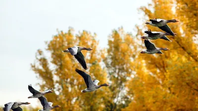 Птицы улетают на юг... (Ярослав Цветиков) / Проза.ру