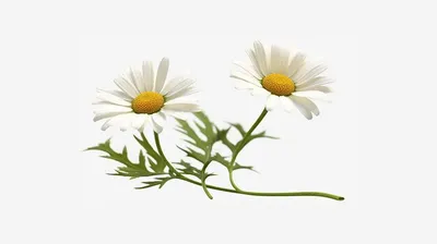Цветочные Уголки - Цветочные Уголки На Прозрачном Фоне - (1201x1136) Png  Clipart Download. ClipartMax.com | Very beautiful flowers, Flower frame,  Flowers