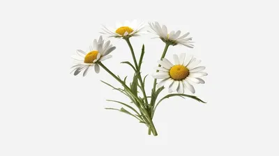ромашка png images | PNGWing