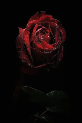Фон рабочего стола где видно минимализм, желтая роза на черном фоне, цветок