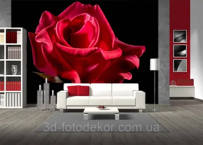 Белая роза на черном фоне (105 фото) » ФОНОВАЯ ГАЛЕРЕЯ КАТЕРИНЫ АСКВИТ
