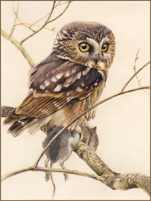 Филин на ветке Сова 40х50 000 Art-Hobby-Market 75278430 купить в  интернет-магазине Wildberries