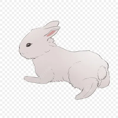 белый кролик с большими ушами PNG , кролик, заяц, прозрачный фон PNG  картинки и пнг рисунок для бесплатной загрузки