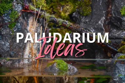 Campfire Terrarium – Interior Foliage Design