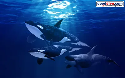 Wallpaper Orca-1440-900 - Goodive.com