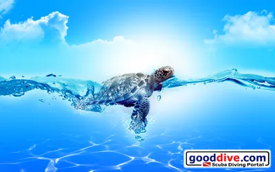 Wallpaper Turtle-1680-1050 - Goodive.com