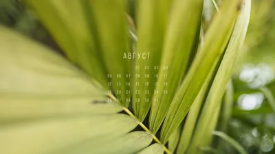 Обои + календарь: август