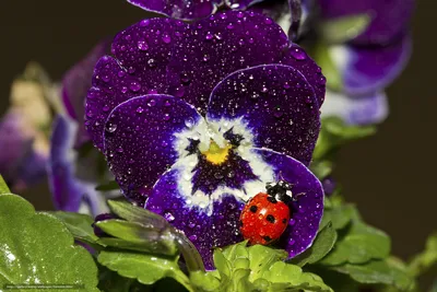 Butterflies and flowers. Бабочки и цветы. PNG. | Бабочки, Цветы, Рисование