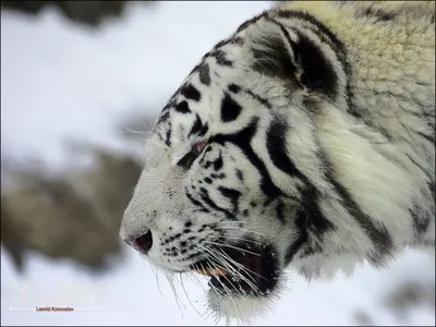 Белый Тигр