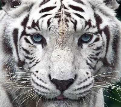 Тигры, тигрицы и тигрята - фото и обои, tigers wallpapers